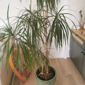 Aide ménagère 4h/sem - V. d'Ascq (Cousinerie)