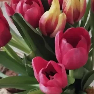 Addetta pulizie generiche Imola 