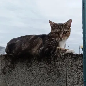 Pet-sitter en Guyane Française :Chien et Chat