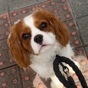 Emploi de Petsitter 64