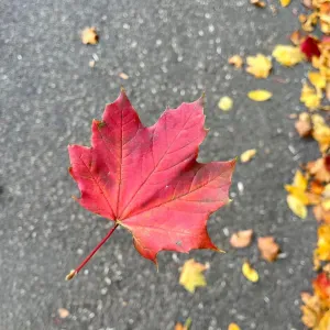 Responsable and well prepared house keeper in Paris