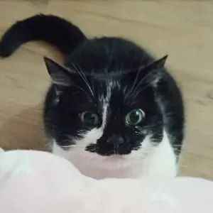 Pet-Sitter à Sainte Foy les Lyon