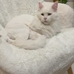 À la recherche d'un ou d'une gardienne pour mon chat