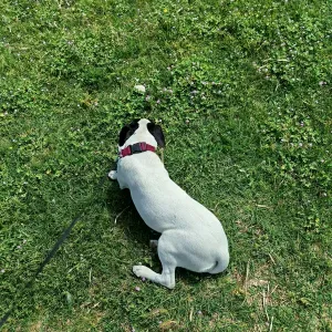 Canguro en Barcelona y Alrededores 