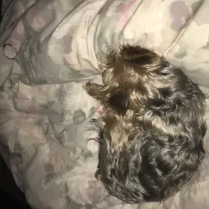 Cagnolino Ralph