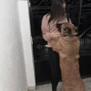 Pet Sitter attentionnée et passionnée à Lille