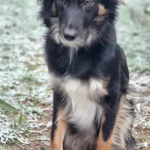 RECHERCHE PET SITTER POUR MA CHIENNE