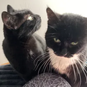 Anelyne Pet-sitter Mons et environs