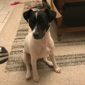 Pet sitter à paris 6 eme dogs/catd