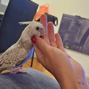 Cerco bird sitter :)