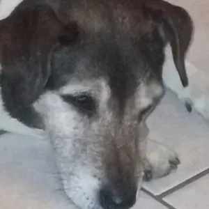 Garde jack Russel vieux  17 ans
