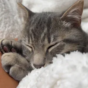 Pet-sitter à Clamart, Meudon !