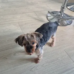 Recherche petsitter urgence pour la journée