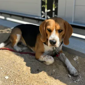 Recherche petsitter 2h/j les mardis, jeudis et vendredis