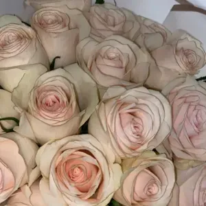 Aide à domicile diplômé Aide-soignante depuis 2014