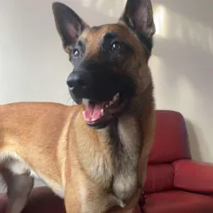 Offre d'emploi pour un(e) petsitter à Molenbeek-Saint-Jean