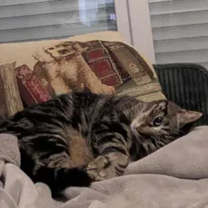 A la recherche d'un pet-sitter pour mon chat