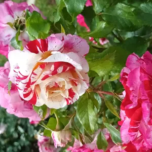 Gardes d enfants expérimentées 