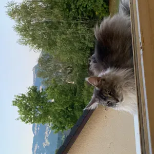 Recherche pet sitter pour les vacances