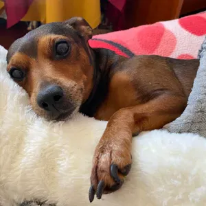 Cuidado de Cães (Odivelas) – Lara