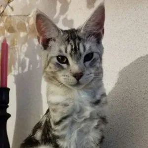 Recherche Cat-sitter