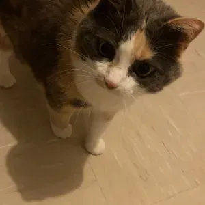 Étudiante amoureuse des animaux