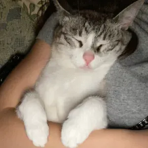 Offro servizi di pet sitting a Brescia 