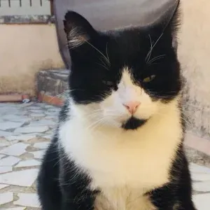 Pet-Sitter situé à Maillane (bouche-du-rhône)