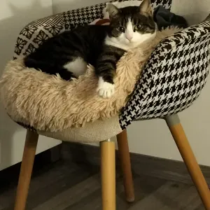 Gardes chats et rongeurs pendant vos vacances