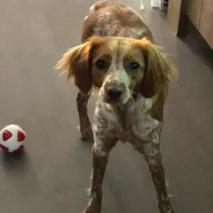 Promenades animaux S.E.R et alentours 