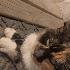 Garde d'animaux / Promenade d'animaux