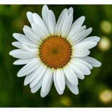 Buongiorno sono disponibile per tutta la settimana