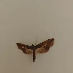 Cerco aiuto nelle pulizie domestiche