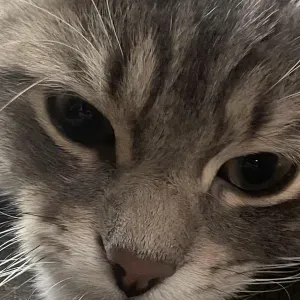 Petsitter passionnée: m'occupe vos animaux comme les miens