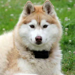 Pet-sitter aux alentours de Nice