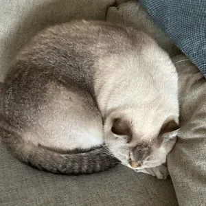Recherche cat sitter 