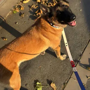 Sheryne Jabri, Pet-Sitter à Sucy-en-Brie