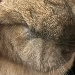 Première expérience en tant que pet-sitter