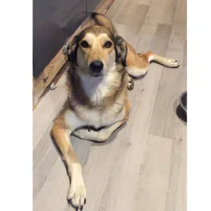 A la recherche d'un pet sitter 