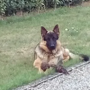 Recherche un pet-sitter