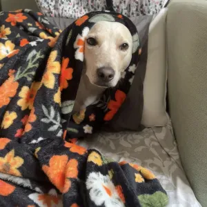 Dogsitter attentionné recherché pour Phoebe