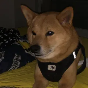Pet sitter a Paris, dans le marais