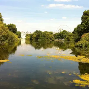 Ricerca aiuto domestico