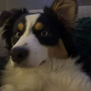 à la recherche d'un pet sitter