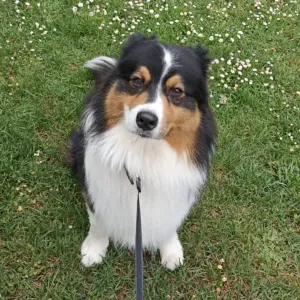 A la recherche d'un pet sitter pour mon berger australien 