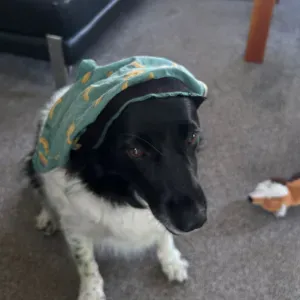 Huisdierenoppas Gorinchem 19 jaar