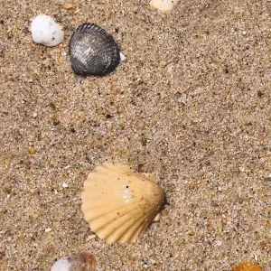 Oferta de emprego para uma empregada de limpeza em Maia