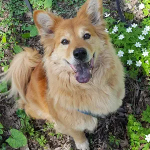 Garde de maison & chien senior – Présence essentielle 