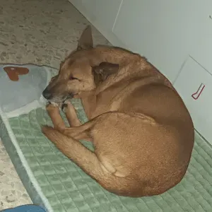 Addetta di pulizia tapparelle 