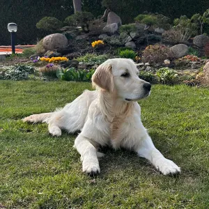 Ieškau šunų prižiūrėtojo Vilniuje